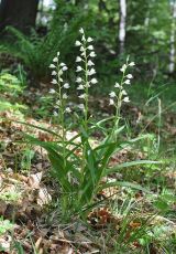 02 Schwertblaettriges Waldvoegelein